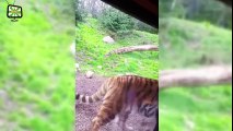 Zoo Animals Attacks  [Epic Laughs] - 2017
