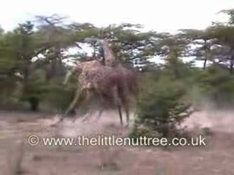 Combat De Girafes (Embrouille Dans La Savane)