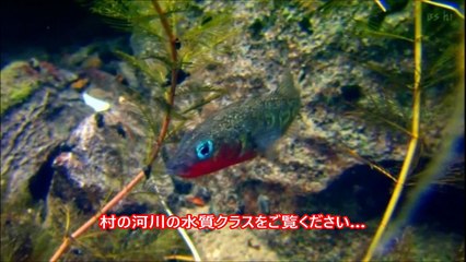 【韓国の反応】「里山」と呼ばれる日本のとある村をみた韓国人の反応！！水のクオリティすげぇ…海外が驚愕する日本の力。韓国人の反応がヤバイｗ