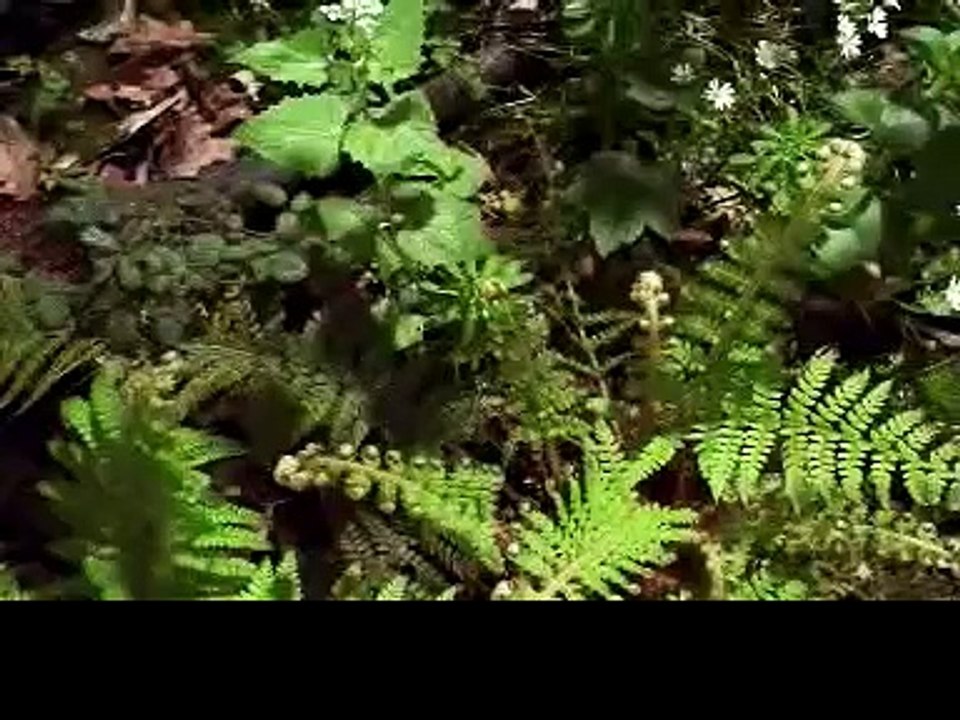 What makes Earth Habitable