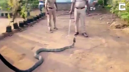 Village People helped Cobra Snake and proven the humanity