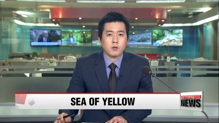 Wave of visitors in Mokpo New Port as Sewol-ho salvaging operation enter new phase