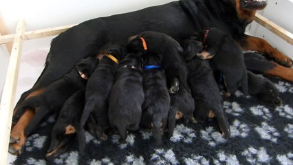 chiots rottweiler de la vallée croisillaise