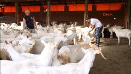 Balıkesir Edremitli Girişimcilerin Hedefi Keçi Sütünden Doğal Sabun