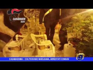 Casamassima  | Coltivavano marijuana, arrestati coniugi