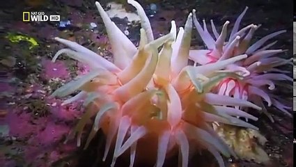 The Great Bear Rainforest - Nat Geo Wild Documentary