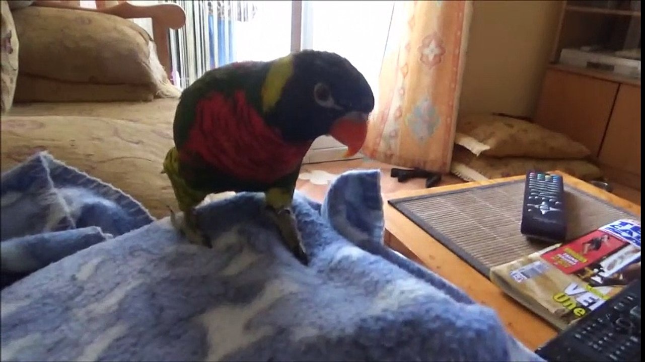 mirabelle loriquet et mr hop le mars 2017