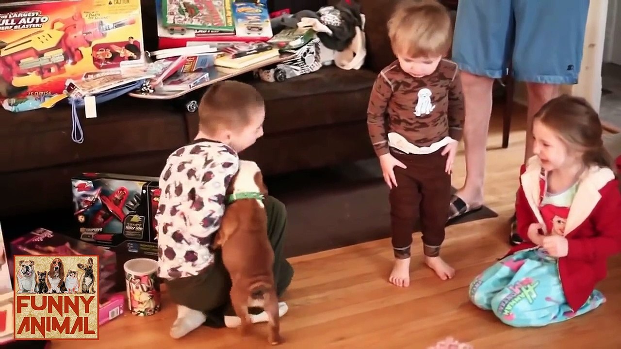 Bulldog Puppies and Baby getting along together - Bulldog cachorros y bebés saliendo adelante juntos