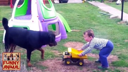 Gentle Rottweiler Meets and Plays With Baby - Suave Rottweiler se reúne y juega con el bebé