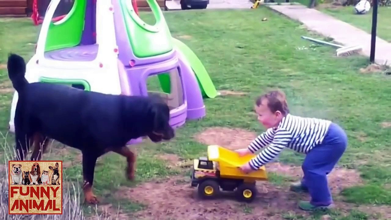 Gentle Rottweiler Meets and Plays With Baby - Suave Rottweiler se reúne y juega con el bebé