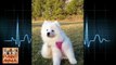 Samoyed Dog Have Fun With Babies Pretty Cute Dog And Baby - Bebé y perro lindo