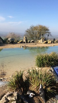 penguins at the zoo!!