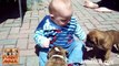 Cute Puppies Give Babies Kisses Compilation - Perritos lindos dan los bebés besos compilación