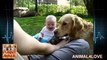 Golden dog makes baby laugh - Golden dog makes baby laugh