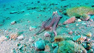 A quick video showing off some of our ocean's camera-friendly cephalopods! We love these creatures, do you When and wher