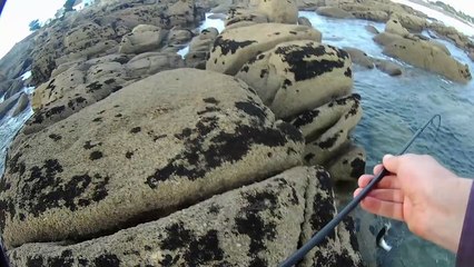 bar et vieilles, pêche à concarneau