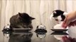 Hilarant : ces deux chats ont trouvé comment réclamer de la nourriture !