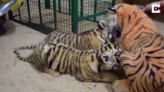 Tiger Cubs Fed By Dummy Mummy