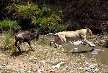 GUINU VS LEOA, GUINU REAGE E VENCE, ANIMAIS SELVAGENS