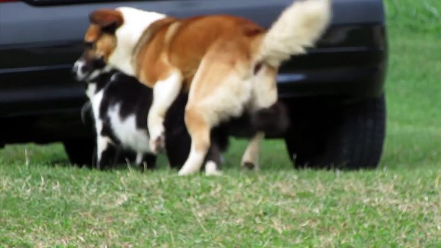 CAT AND DOG MATING - BREEDING - Video Dailymotion