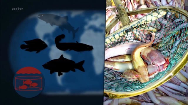 Le Dessous des cartes - Des océans sans poissons