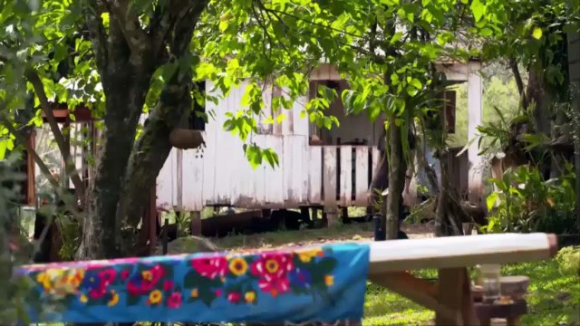 Le génie des plantes | En Amérique du Sud