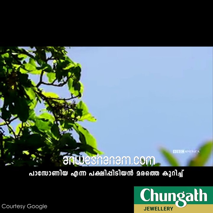ഒരു പക്ഷിപിടിയന്‍ മരത്തിന്റെ കഥ