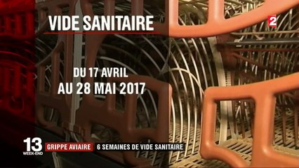 Grippe aviaire : six semaines de vide sanitaire imposées par le gouvernement