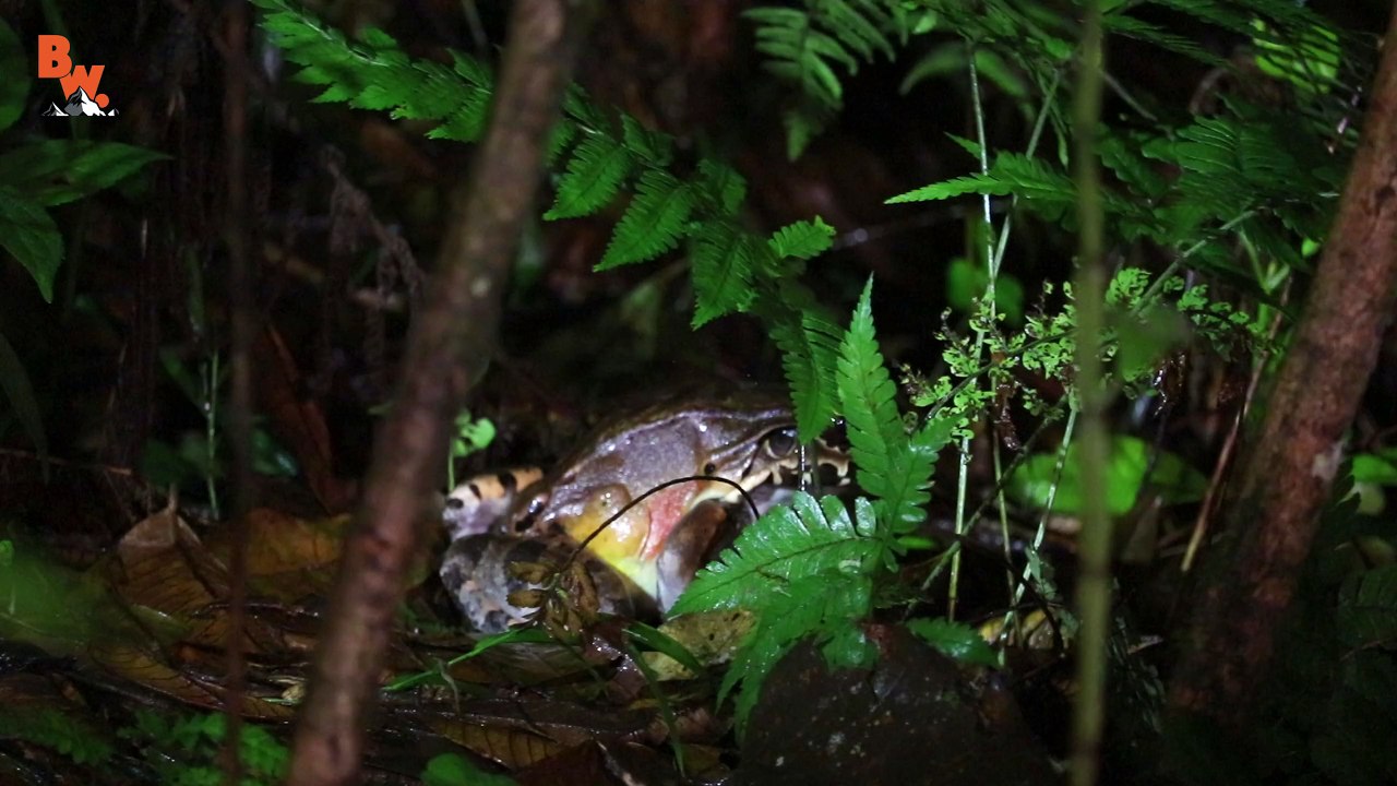 GIANT SCREAMING FROG!