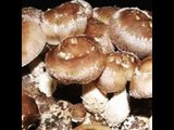 BEST QUALITY MUSHROOM - PRODUCTS