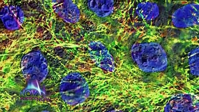 BBC Science Documentary 2017 - How to Live a Long Life - National Geographic Documentary 2017 ✅