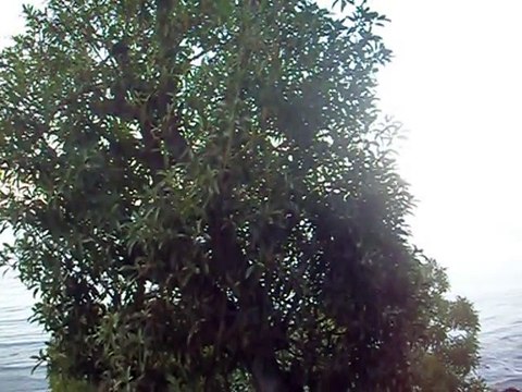 Maroc (Tanger) : Hafa “Café historique de Tanger”