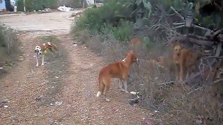 Attaque « d’horribles » chiens loups sur la route de Tanger vers Rabat