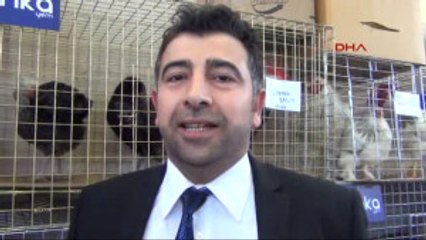 Bursa Inegöl'de Süs Tavuklarına Büyük Ilgi