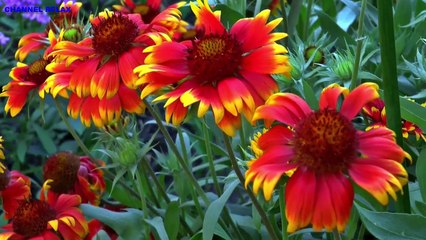 ĐỪNG HỎI VÌ SAO ANH YÊU EM HD