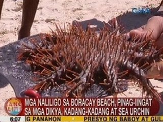 UB: Mga naliligo sa Boracay, pinag-iingat sa mga dikya, kadang-kadang at sea urchin