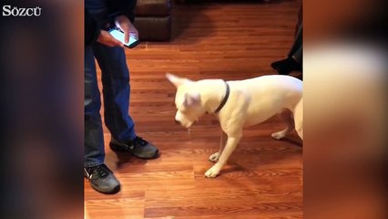 Flaştan kafası karışan tatlı köpek