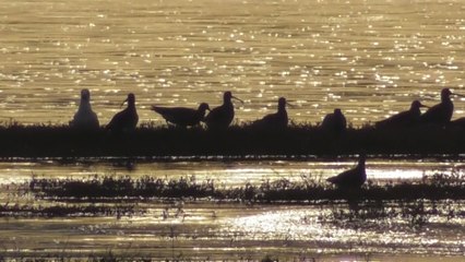 Grande marée baie Saint Brieuc 30 mars 2017