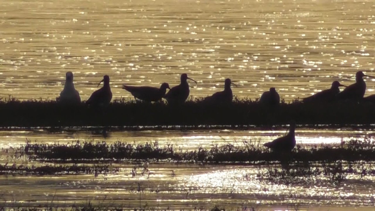 Grande marée baie Saint Brieuc 30 mars 2017
