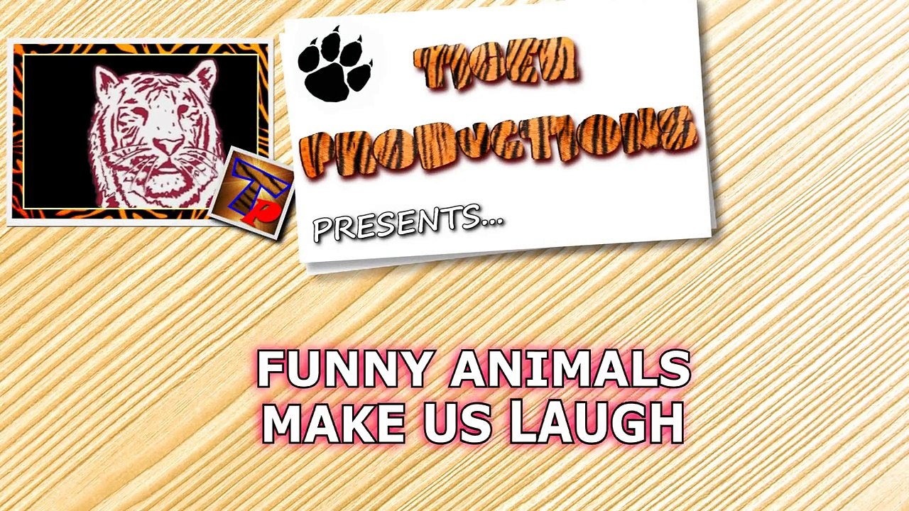 Funny ANIMALS make us laugh - Funny animal compilation