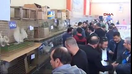 İnegöl'de süs tavuklarına büyük ilgi