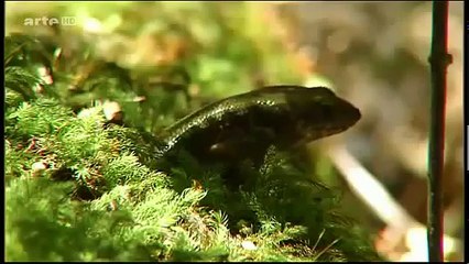 La Nature Sauvage et notre environnement - Documentaire