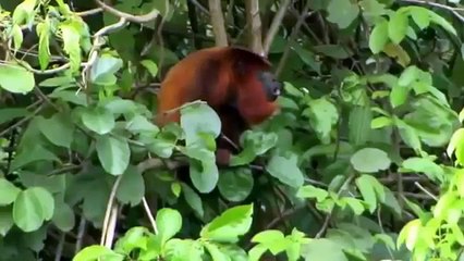 Le monde des annimaux | Anaconda, Le Serpent Geant  | Documentaire