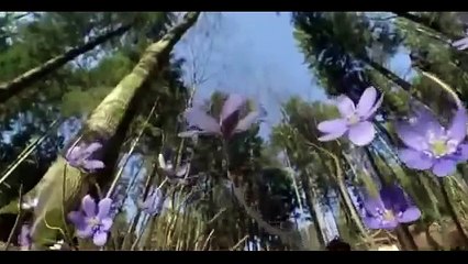 Le monde des oiseaux | Le Grand Aigle |  Documentaire