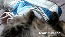 Fluffy Pussy Cat Loves Stinking Shoe  ❤️ -3qIzTmwXcxY