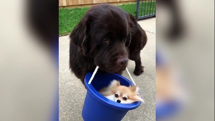 Ils sont vraiment trop mignons !