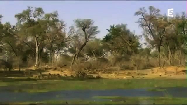 hyènes mauvaise réputation | La savane africaine | reportage