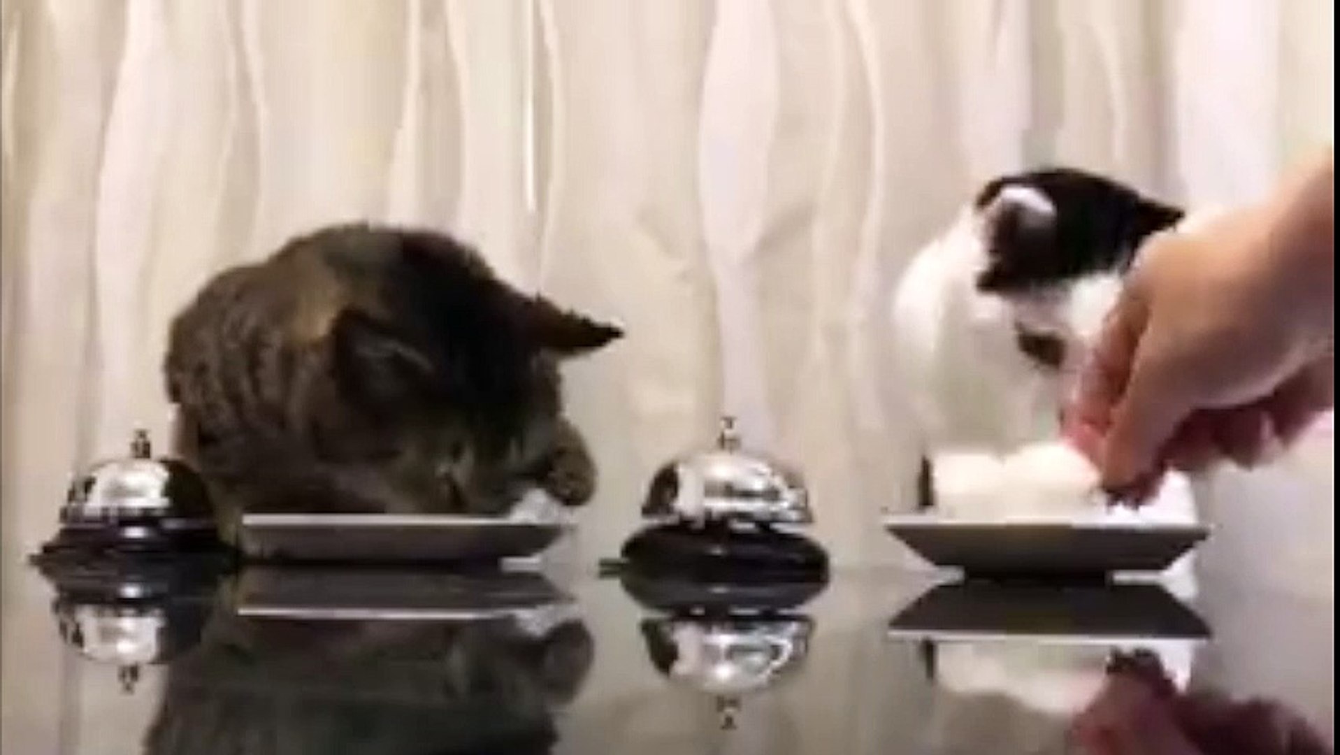 Deux chats utilisent des sonnettes pour réclamer à manger ! - Vidéo  Dailymotion