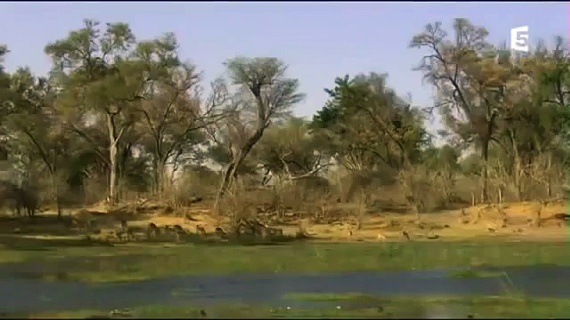 Animaux Sauvage La Savane Africaine Documentaire