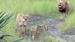 Baby lion cubs trying to roar like there father ROAAAAR so cute !